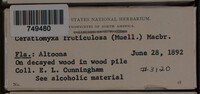 Ceratiomyxa fruticulosa var. fruticulosa image